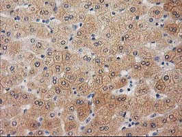 Immunohistochemical staining of paraffin-embedded Human liver tissue within the normal limits using anti-UBL4A mouse monoclonal antibody