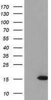 HEK293T cells were transfected with the pCMV6-ENTRY control (Left lane) or pCMV6-ENTRY UBL4A (Right lane) cDNA for 48 hrs and lysed