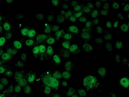m07330 1 anti hars2 mouse monoclonal antibody clone id oti5a9 if testing 5