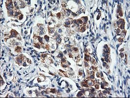 m07330 1 anti hars2 mouse monoclonal antibody clone id oti5a9 ihc testing 2