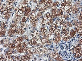 m07330 1 anti hars2 mouse monoclonal antibody clone id oti5a9 ihc testing 3