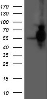 m07330 1 anti hars2 mouse monoclonal antibody clone id oti5a9 wb testing 1