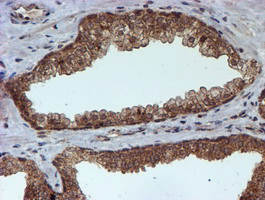 m07330 anti hars2 mouse monoclonal antibody clone id oti5h2 ihc testing 10
