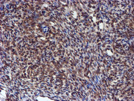 m07330 anti hars2 mouse monoclonal antibody clone id oti5h2 ihc testing 4