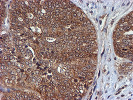 m07330 anti hars2 mouse monoclonal antibody clone id oti5h2 ihc testing 5
