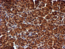 m07330 anti hars2 mouse monoclonal antibody clone id oti5h2 ihc testing 6