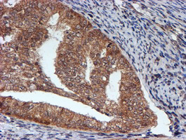 m07330 anti hars2 mouse monoclonal antibody clone id oti5h2 ihc testing 7
