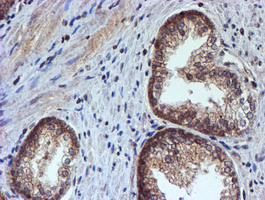 m07330 anti hars2 mouse monoclonal antibody clone id oti5h2 ihc testing 8