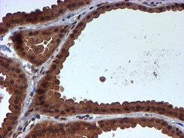 m07330 anti hars2 mouse monoclonal antibody clone id oti5h2 ihc testing 9
