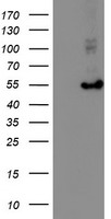 m07330 anti hars2 mouse monoclonal antibody clone id oti5h2 wb testing 1