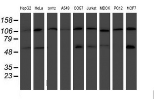 m07330 anti hars2 mouse monoclonal antibody clone id oti5h2 wb testing 2