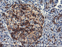 Immunohistochemical staining of paraffin-embedded Human pancreas tissue within the normal limits using anti-PFKP mouse monoclonal antibody