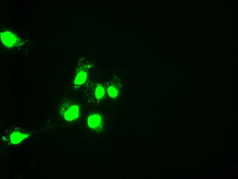 m07349 anti hnf6 onecut1 mouse monoclonal antibody clone id oti4f12 if testing 3
