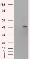 m07349 anti hnf6 onecut1 mouse monoclonal antibody clone id oti4f12 wb testing 1