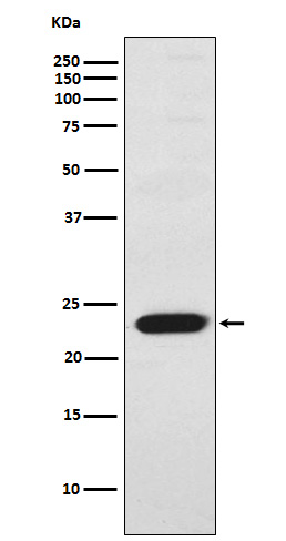 m07355 1 wb