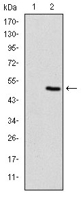 m07355 tnni2 primary antibodies wb testing 2
