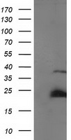 m07363 anti ssx1 mouse monoclonal antibody clone id oti2f8 wb testing 1