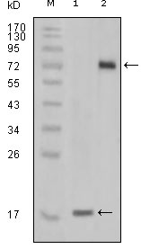 Western Blot analysis using NOK Monoclonal Antibody against truncated STYK1 recombinant protein (1) and STYK1 (aa47-422)-hIgGFc transfected CHO-K1 cell lysate (2)