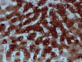 m07379 anti xtp4 mien1 mouse monoclonal antibody clone id oti2d2 ihc testing 10