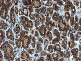 m07379 anti xtp4 mien1 mouse monoclonal antibody clone id oti2d2 ihc testing 5