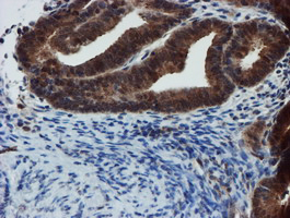 m07379 anti xtp4 mien1 mouse monoclonal antibody clone id oti2d2 ihc testing 6