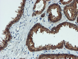 m07379 anti xtp4 mien1 mouse monoclonal antibody clone id oti2d2 ihc testing 7