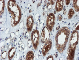 m07379 anti xtp4 mien1 mouse monoclonal antibody clone id oti2d2 ihc testing 9