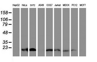 Western blot analysis of extracts (35ug) from 9 different cell lines by usin g anti-C17orf37 monoclonal antibody (HepG2: human; HeLa: human; SVT2: mouse; A549: human; COS7: monkey; Jurkat: human; MDCK: canine; PC12: rat; MCF7: human)