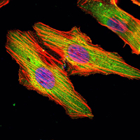 m07385 matn1 primary antibodies if testing 1