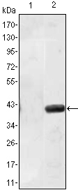 m07385 matn1 primary antibodies wb testing 2