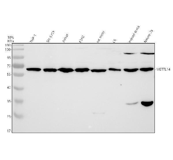 m07389 1 mettl14 primary antibodies wb testing 1