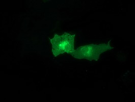 m07398 1 anti ctdsp1 mouse monoclonal antibody clone id oti1d3 if testing 3