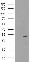 m07398 1 anti ctdsp1 mouse monoclonal antibody clone id oti1d3 wb testing 1