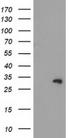 m07398 2 anti ctdsp1 mouse monoclonal antibody clone id oti1a10 wb testing 1