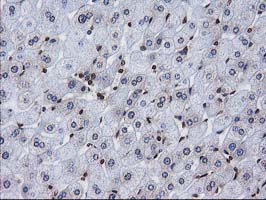 m07398 anti ctdsp1 mouse monoclonal antibody clone id oti1b6 ihc testing 10