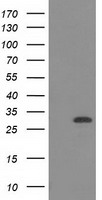m07398 anti ctdsp1 mouse monoclonal antibody clone id oti1b6 wb testing 1