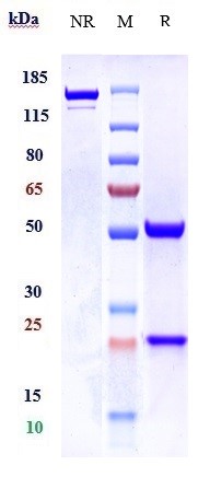 m07399 sds page