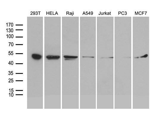Western blot analysis of extracts (35ug) from 7 different cell lines by using anti-BAG5 monoclonal antibody (1:500)