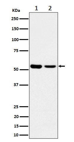 Western blot analysis of AAMP expression in (1) A375 lysate; (2) MCF7 cell lysate