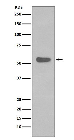 m07410 wb