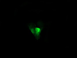 m07427 anti ube2g2 mouse monoclonal antibody clone id oti1b10 if testing 12