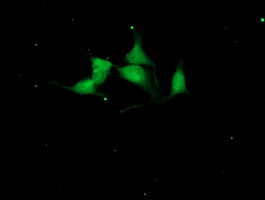 m07438 anti cystatin s cst4 mouse monoclonal antibody clone id oti2h10 if testing 5