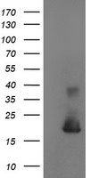 m07438 anti cystatin s cst4 mouse monoclonal antibody clone id oti2h10 wb testing 1