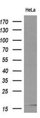 m07438 anti cystatin s cst4 mouse monoclonal antibody clone id oti2h10 wb testing 2