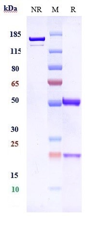 Anti-TPBG Reference Antibody (PF-06263507) on SDS-PAGE under reducing (R) condition