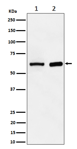 Western blot analysis of ATE1 expression in (1) HepG2 cell lysate; (2) Mouse spleen lysate