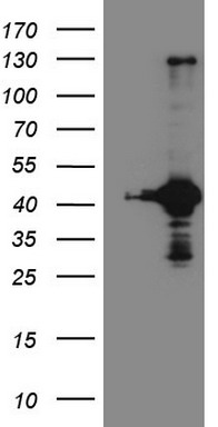 m07473 anti rps6kc1 mouse monoclonal antibody clone id oti10f11 wb testing 1