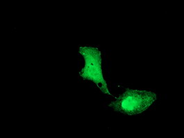 Anti-UBE2M mouse monoclonal antibody (M07478) immunofluorescent staining of COS7 cells transiently transfected by pCMV6-ENTRY UBE2M
