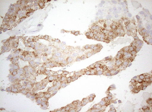 m07482 1 anti decr1 mouse monoclonal antibody clone id oti4g4 ihc testing 10