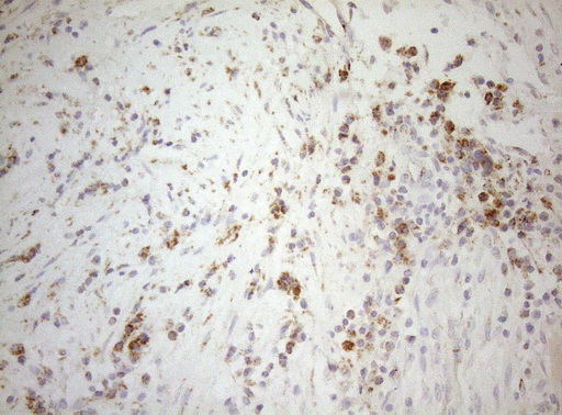 m07482 1 anti decr1 mouse monoclonal antibody clone id oti4g4 ihc testing 7